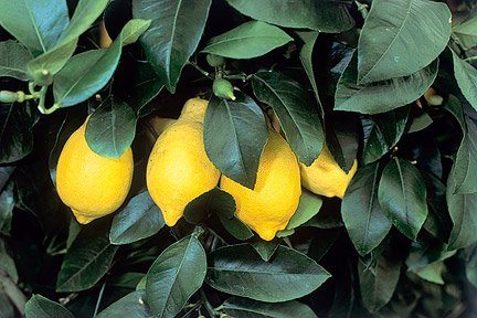 Meyer lemon